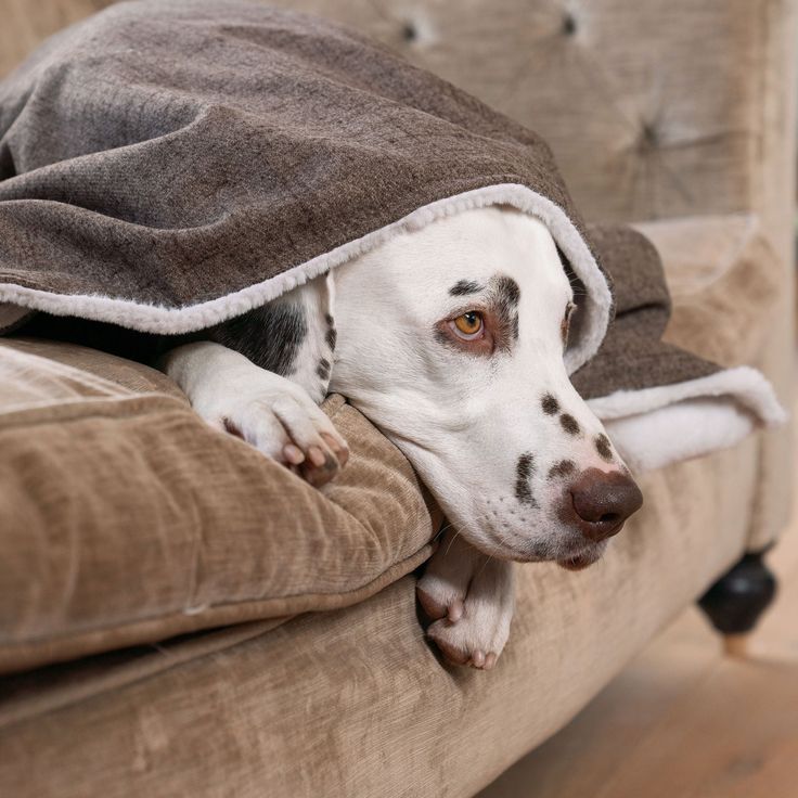 Dog-img