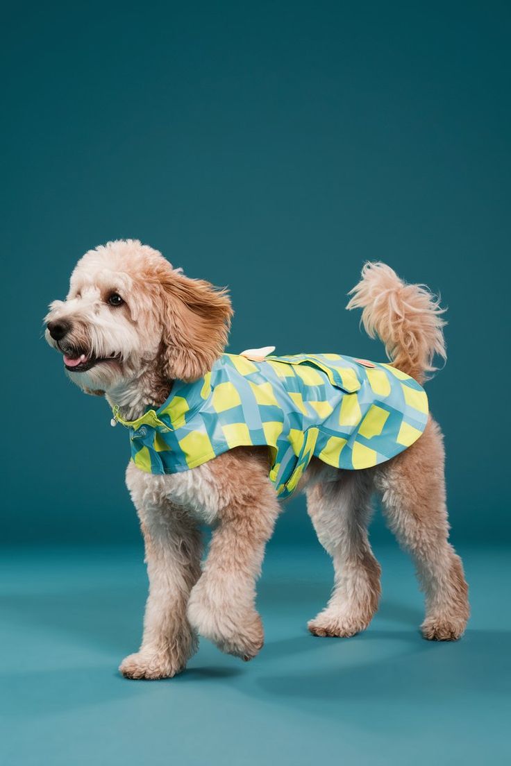 Dog-img