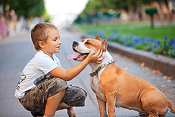 Dog img