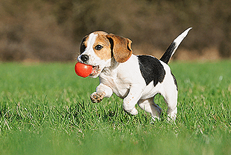 Dog img