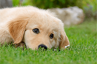 Dog img