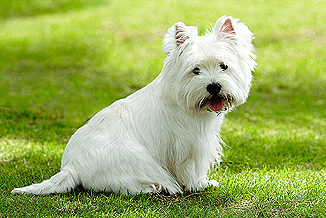 Dog img