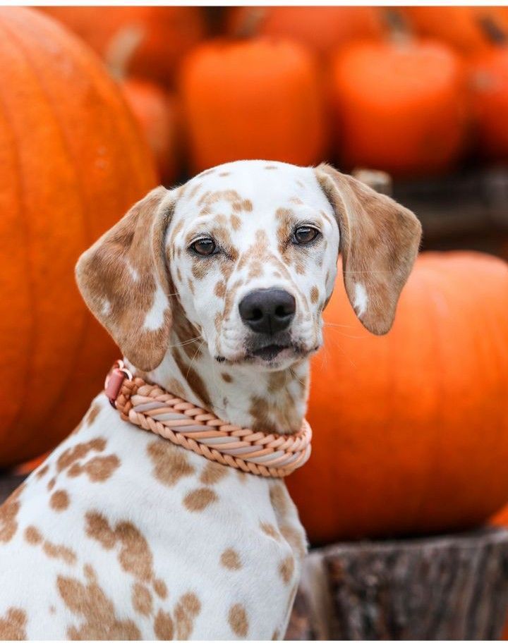 Dog-img
