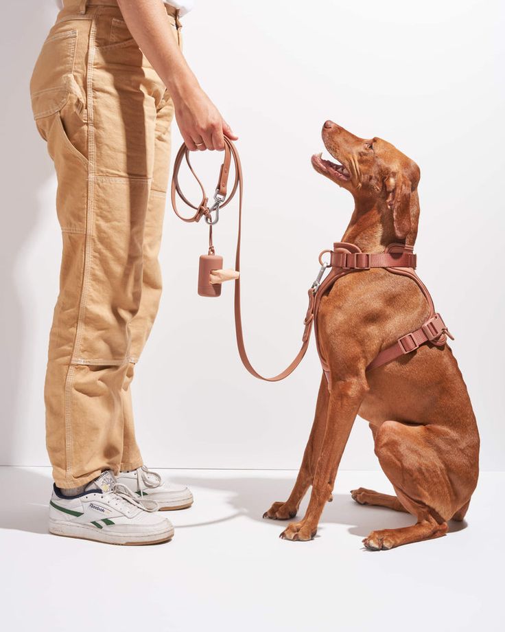 Dog-img