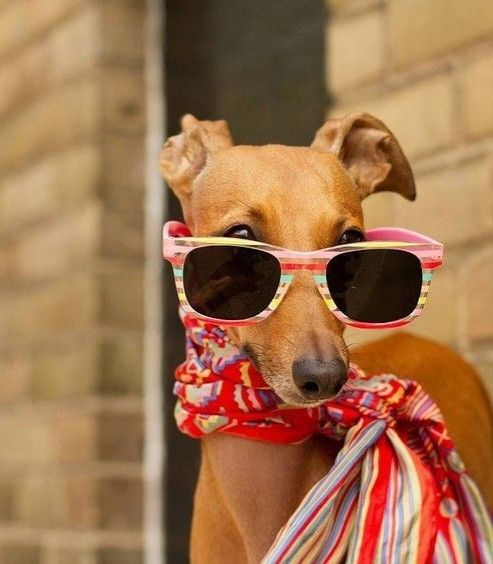 Dog-img
