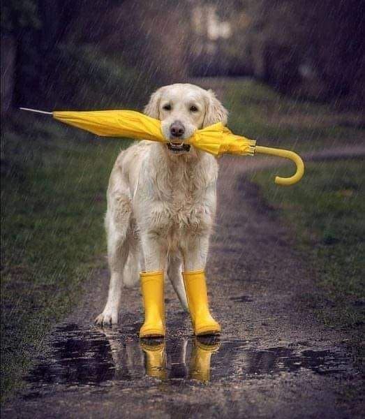 Collie Dog