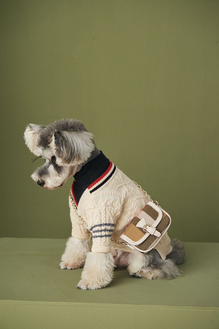 Dog-img
